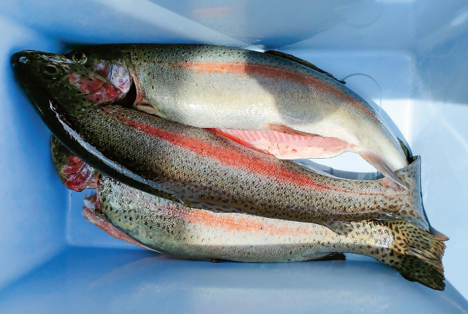 W-PHおさかな寝かせてシート