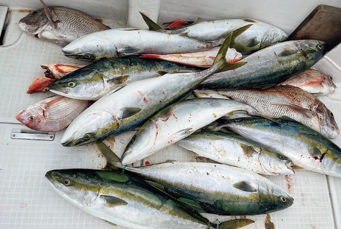 W-PHおさかな寝かせてシート